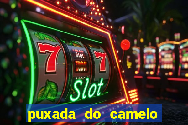 puxada do camelo jogo do bicho